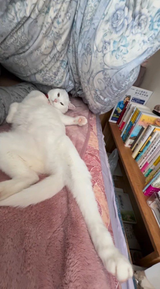 仰向けの体勢で飼い主を見つめる猫