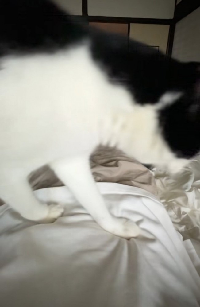 布団で寝る飼い主の体の上を歩く白黒猫