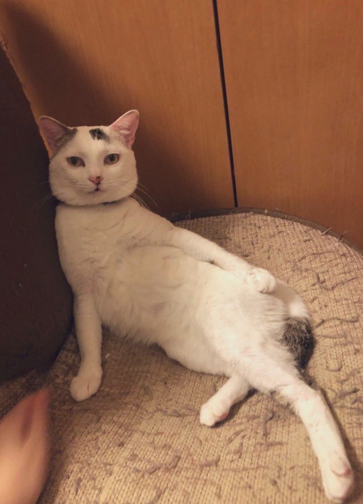 椅子にもたれかかってくつろぐ猫