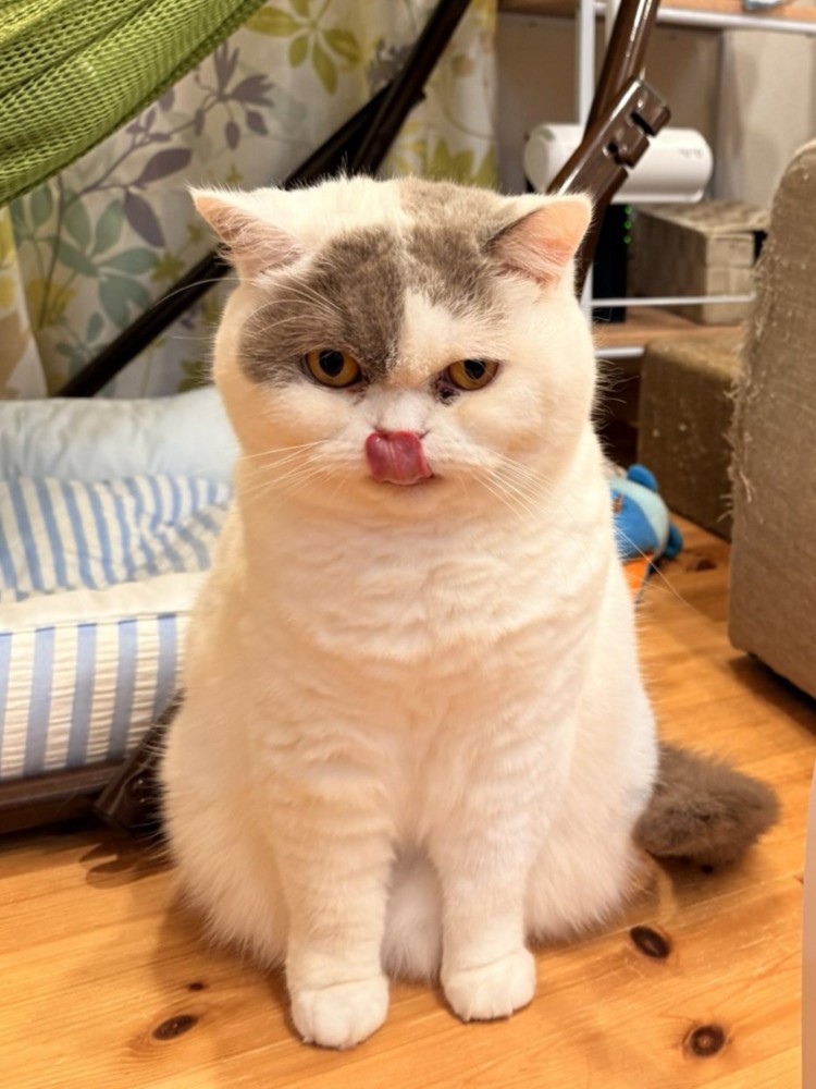 座って舌をぺろりと出す猫