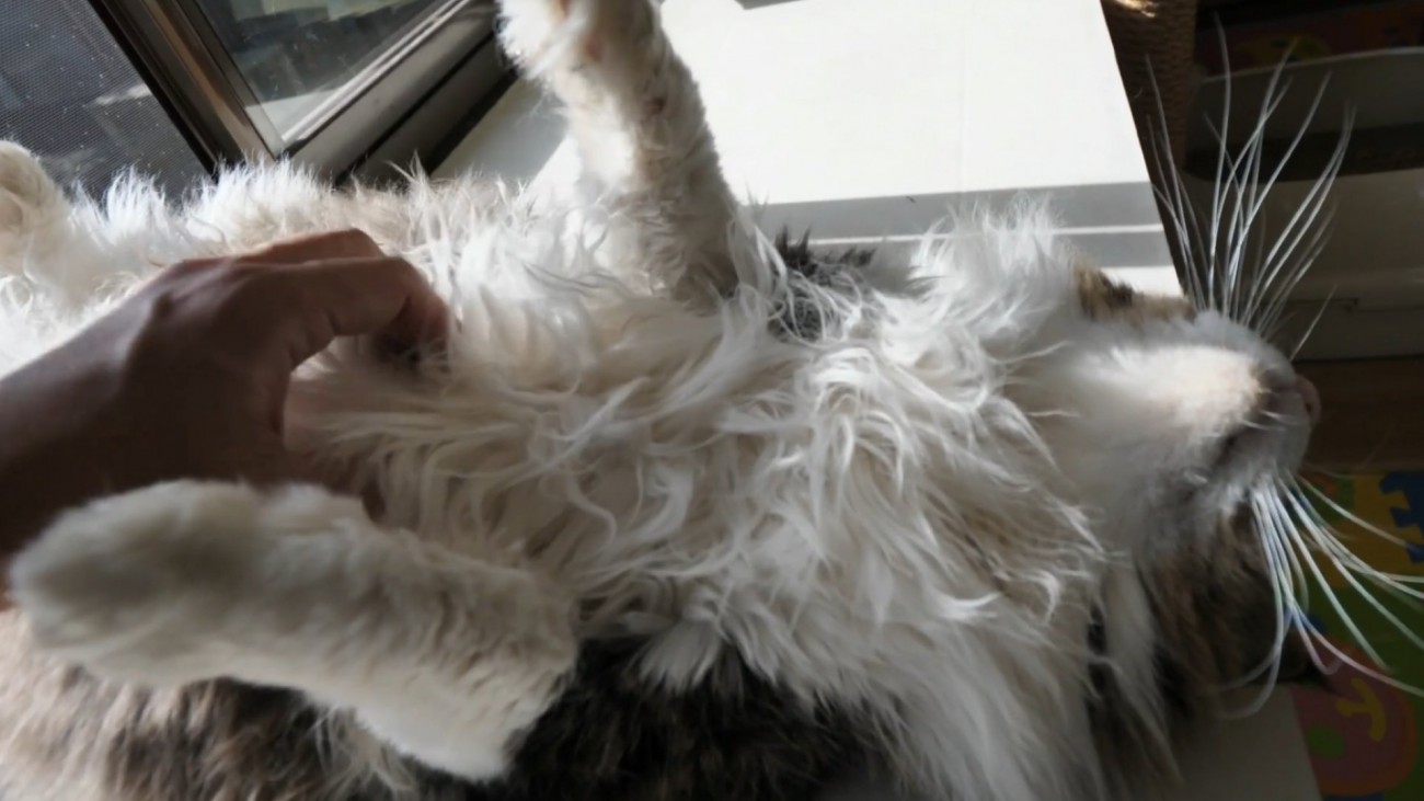 お腹をなでられる猫