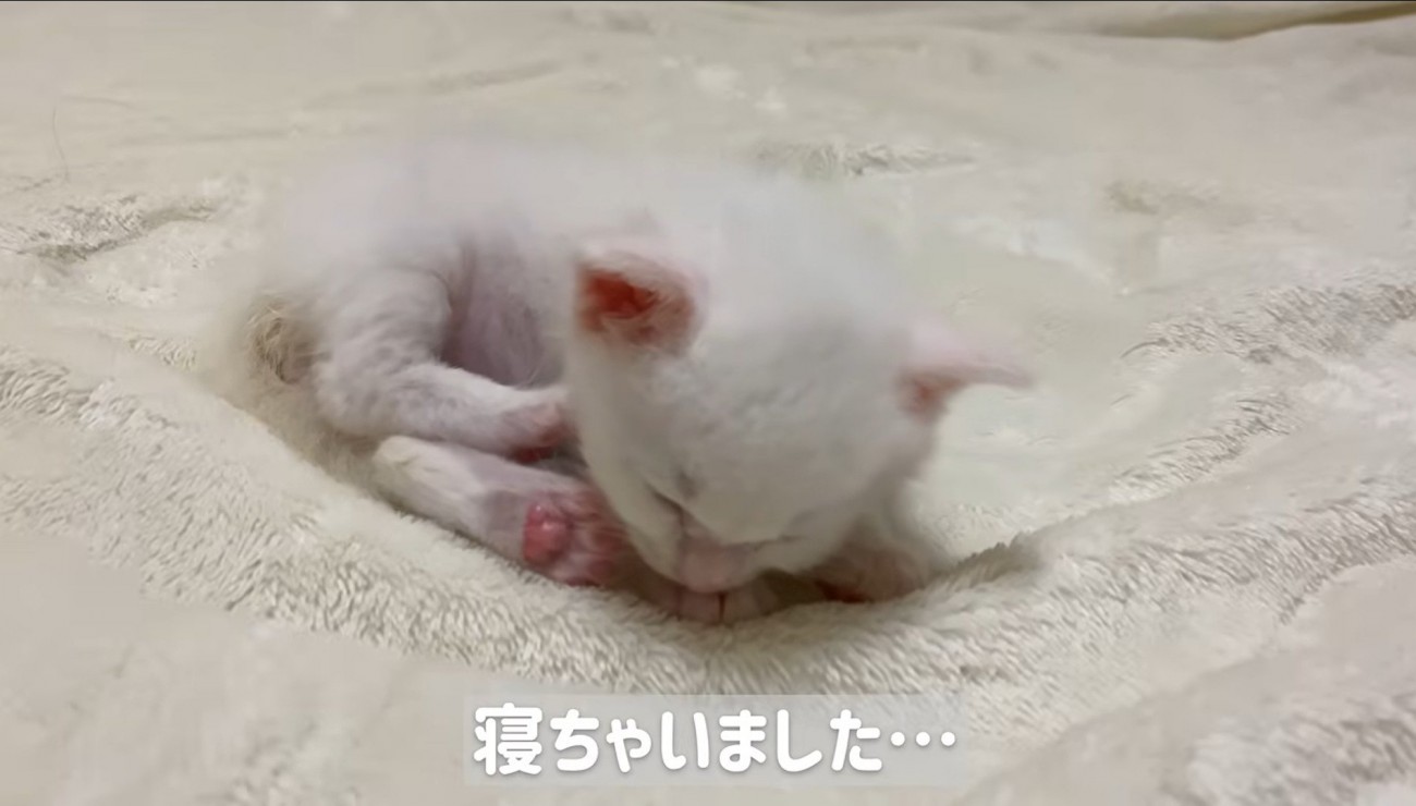 眠っている子猫