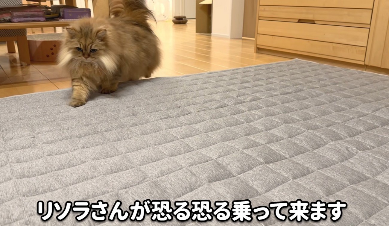 恐る恐るの猫