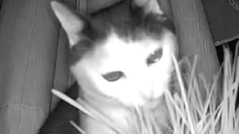 ペットカメラに映る猫