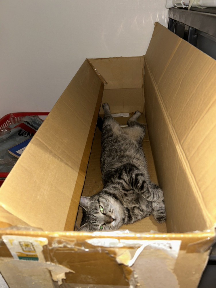 箱の中で横になる猫