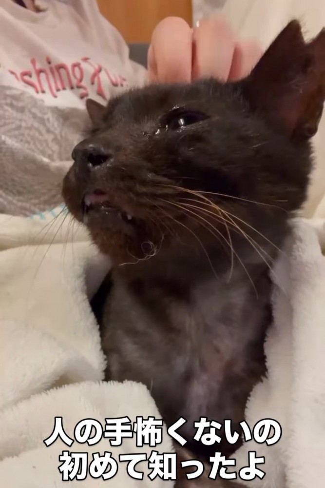 目を細くする猫