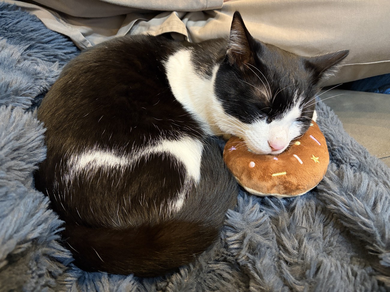 おもちゃを枕にする猫