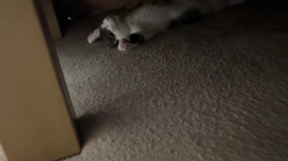 こたつで寝る猫