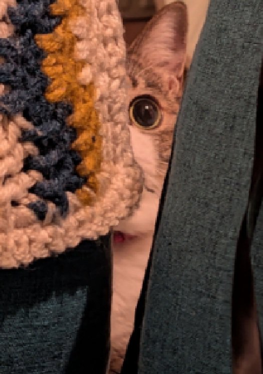 凝視する猫
