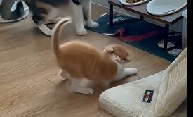 身を低くする子猫のアップ