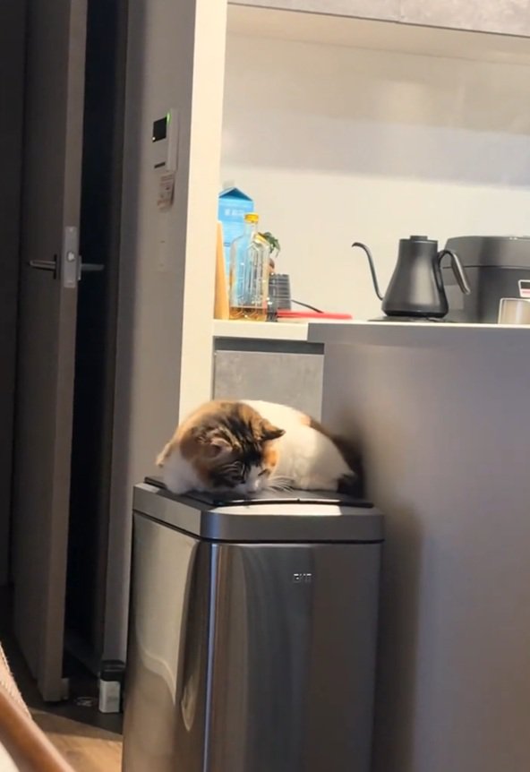 座り込む猫
