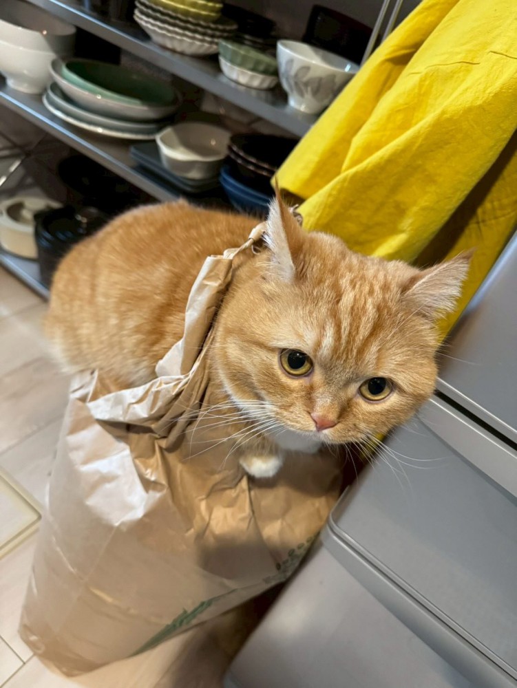 米袋に乗った猫の顔