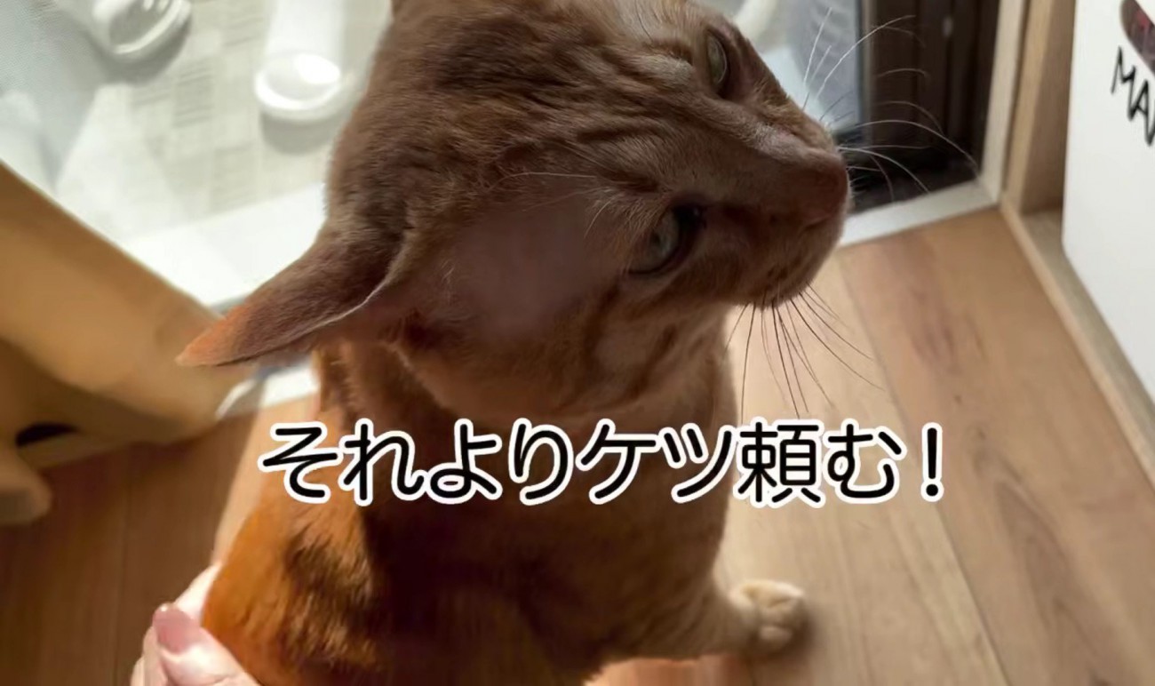 お尻を撫でで欲しがる茶トラ猫