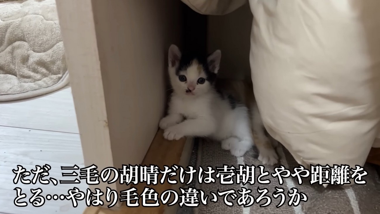 三毛の子猫