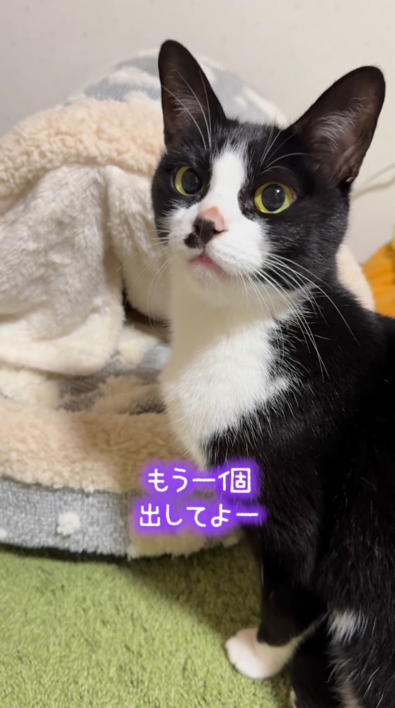 飼い主に向かって鳴く猫