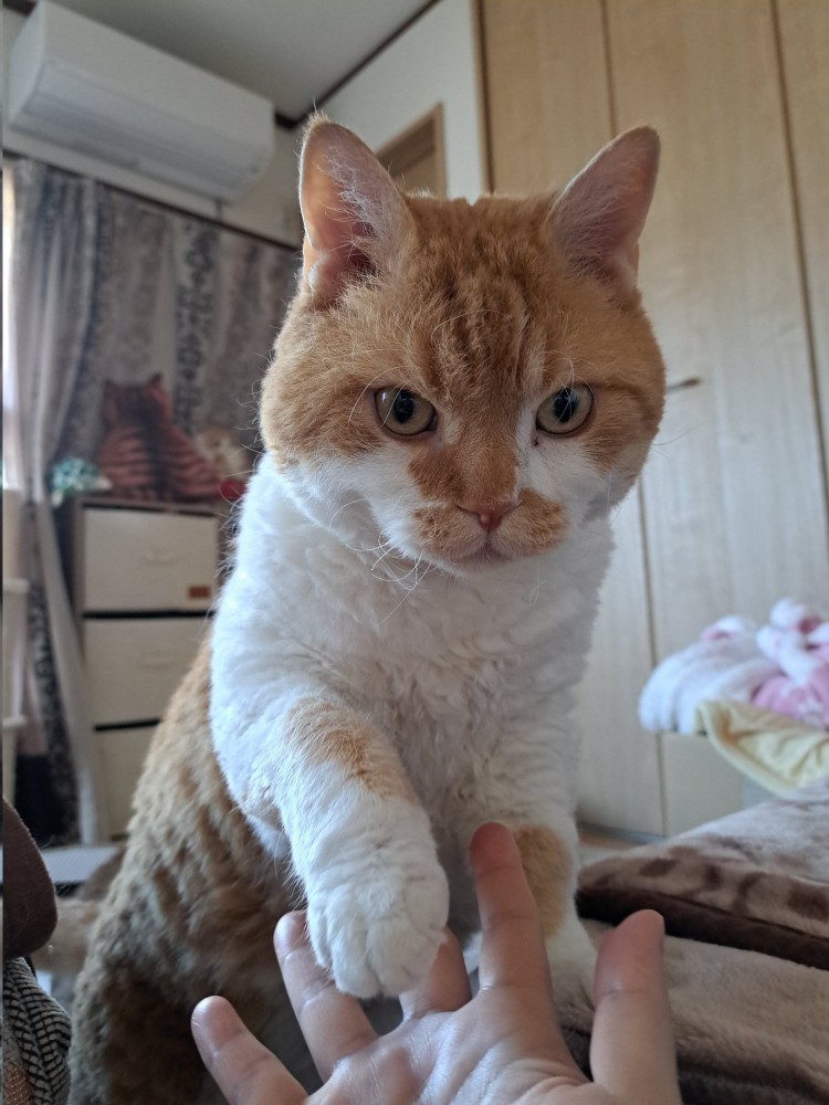 飼い主の手に自分の手を置く猫