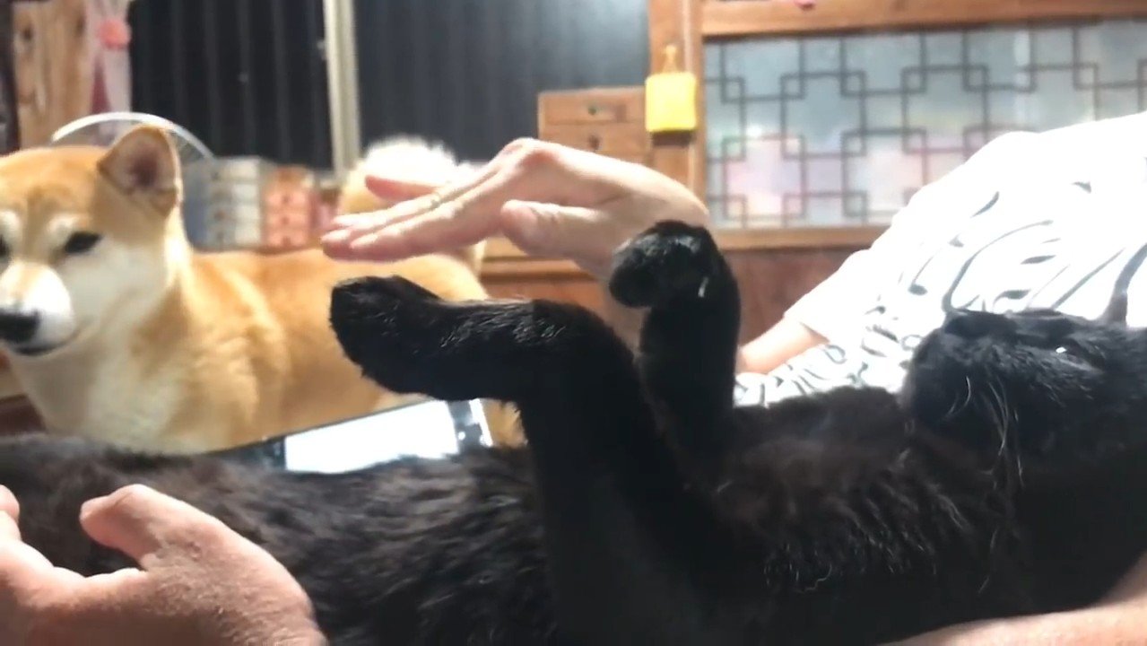パパさんの手