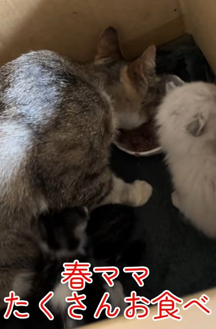 ご飯を食べる親子の猫