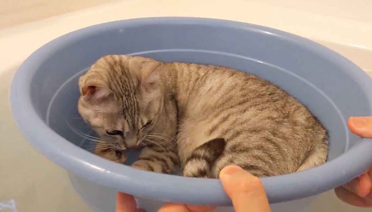 ひとりで桶に収まるマロちゃん