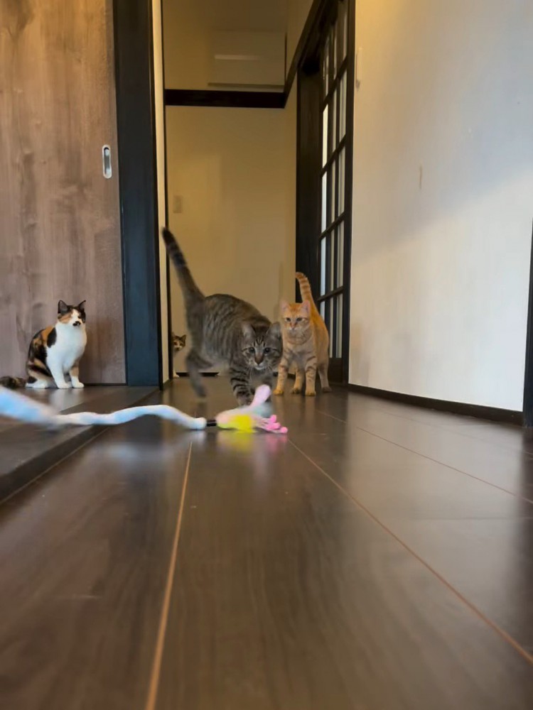 おもちゃを追いかける猫