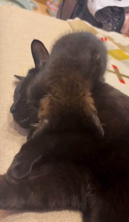 先住猫さんの体に覆いかぶさるように密着するちこちゃん