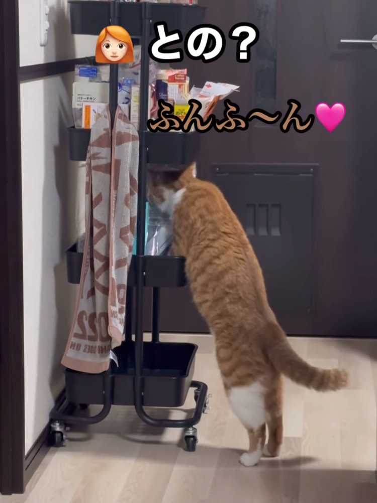 声をかけられる猫