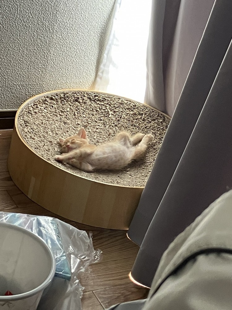 熟睡する猫
