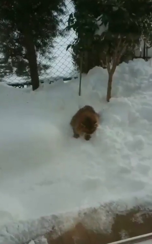 雪の中を突き進む猫
