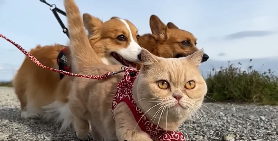 猫と犬2匹を連れて旅に出てみたら…『圧倒的な責任感』で犬を先導する猫が頼もしすぎると71万再生「素敵」「強い意志を感じる」の声 | ねこちゃんホンポ
