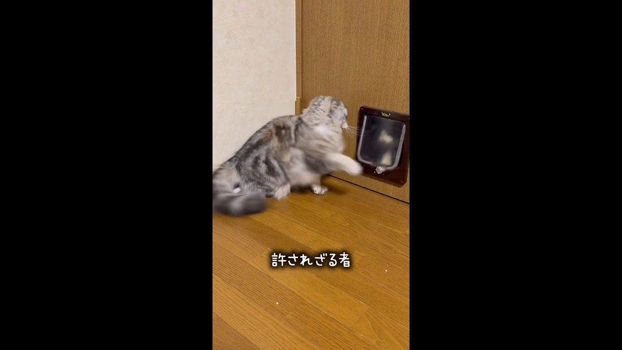 引っ込むあずきちゃん