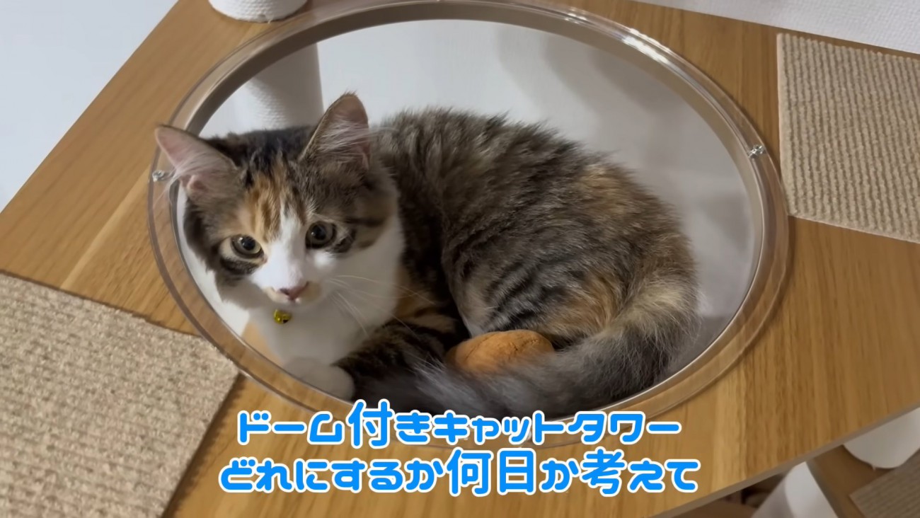テロップ「ドームつきキャットタワー」