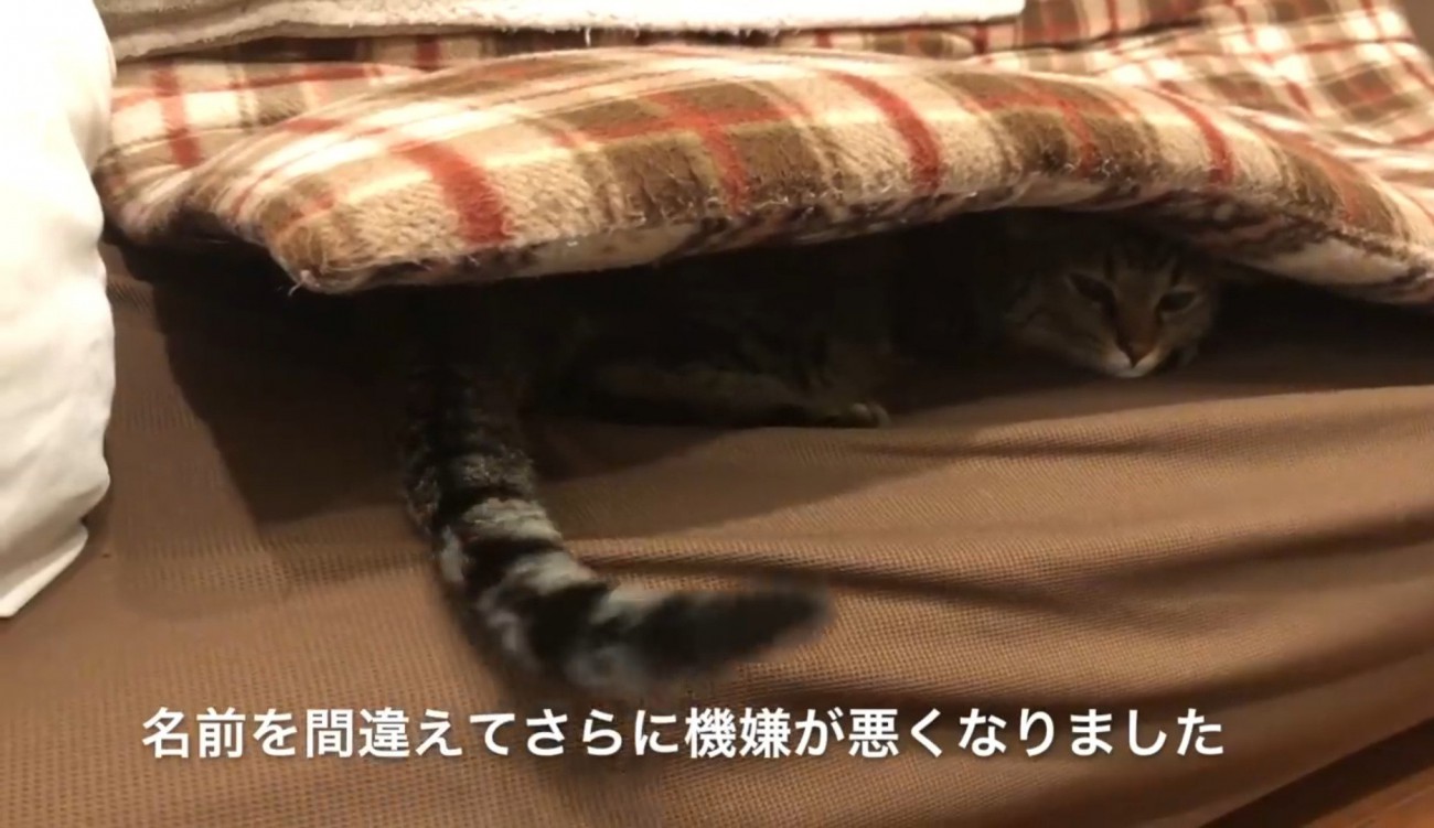 ソファの座布団の下に潜り込んでいる猫