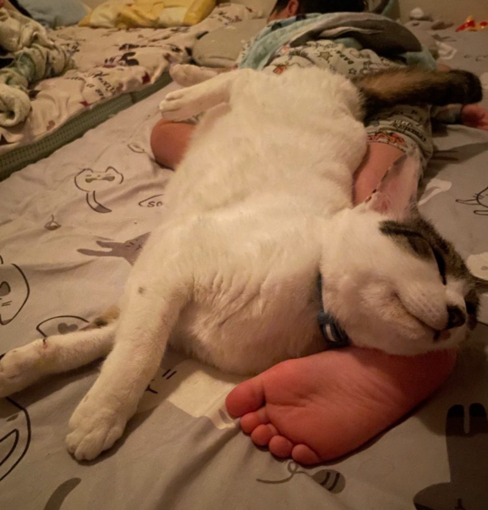 足枕する猫