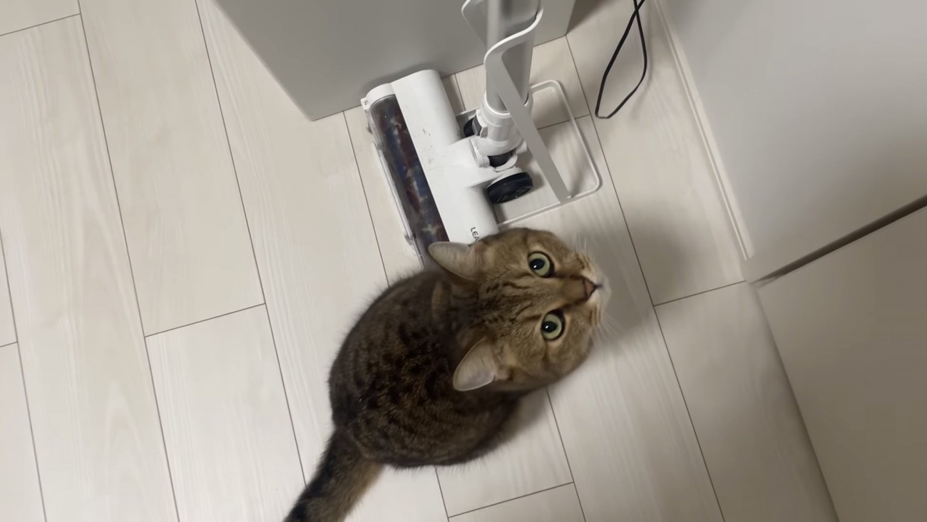 見上げる猫の写真1