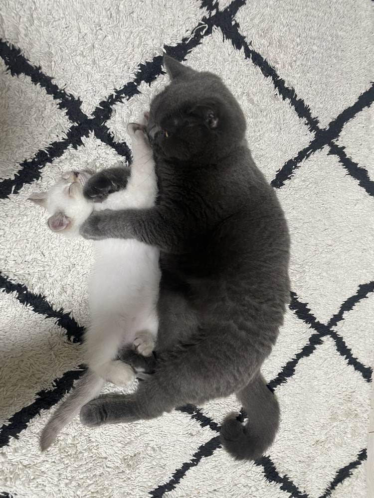 寝転がっている2匹の猫