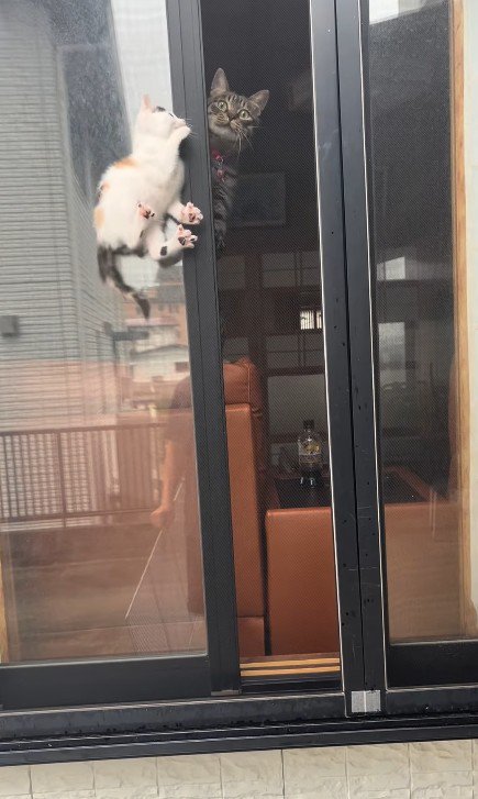 窓の隙間の子猫と見守る猫
