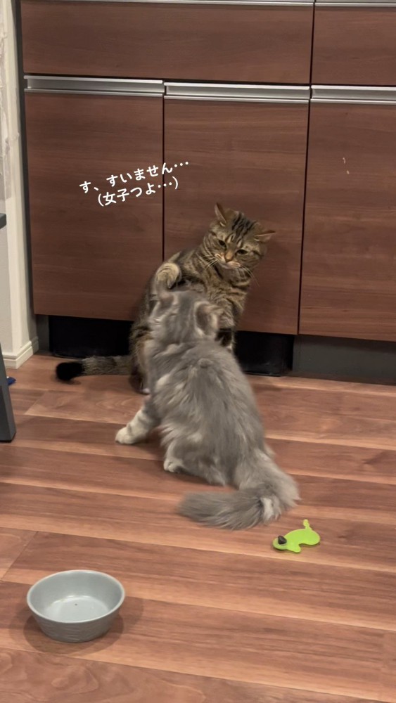 喧嘩している猫さんたち