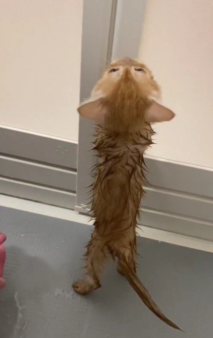 お風呂を嫌がる子猫