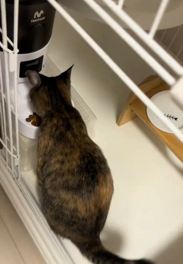 ご飯の前に座る猫