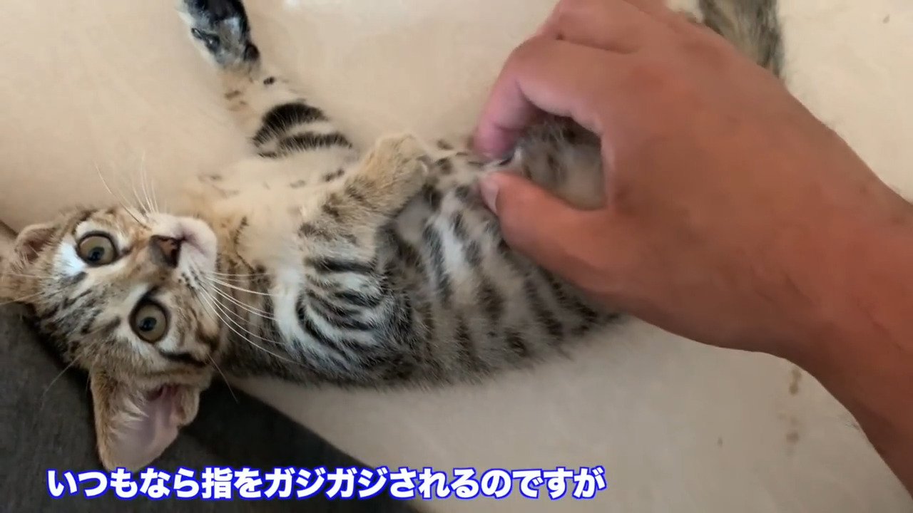 タロちゃん