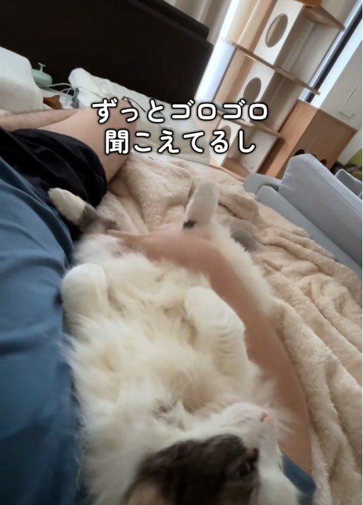 寝転んでいる人と猫