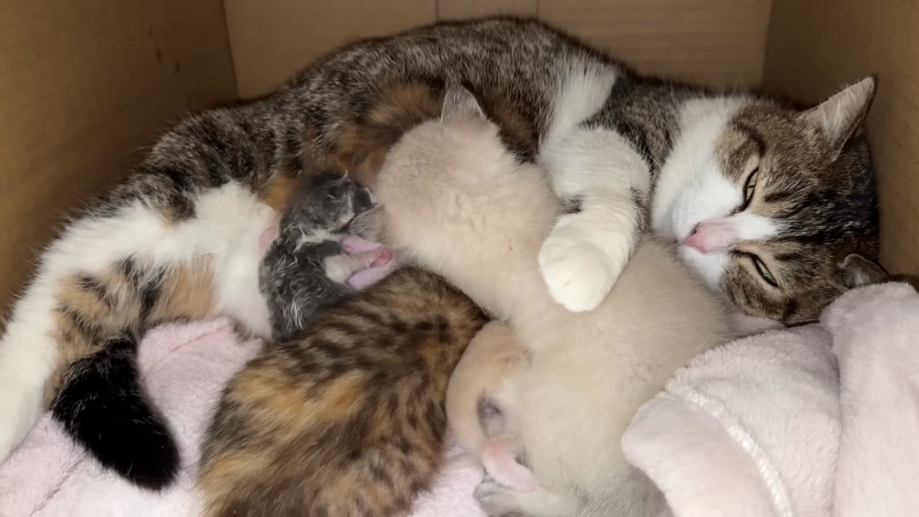 授乳中の親子猫と小さな子猫