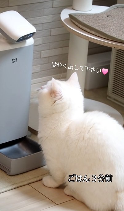 自動給餌器の前でロボットをみつめる猫％