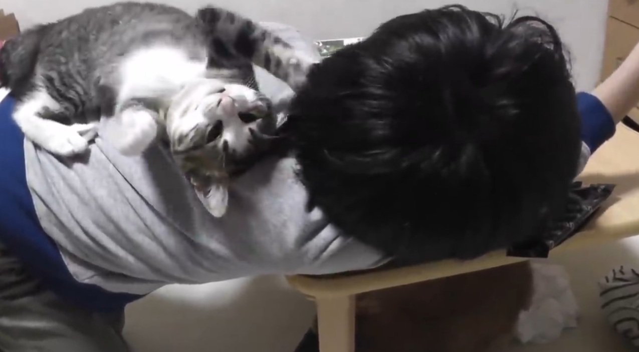 男の子の背中に乗っている子猫