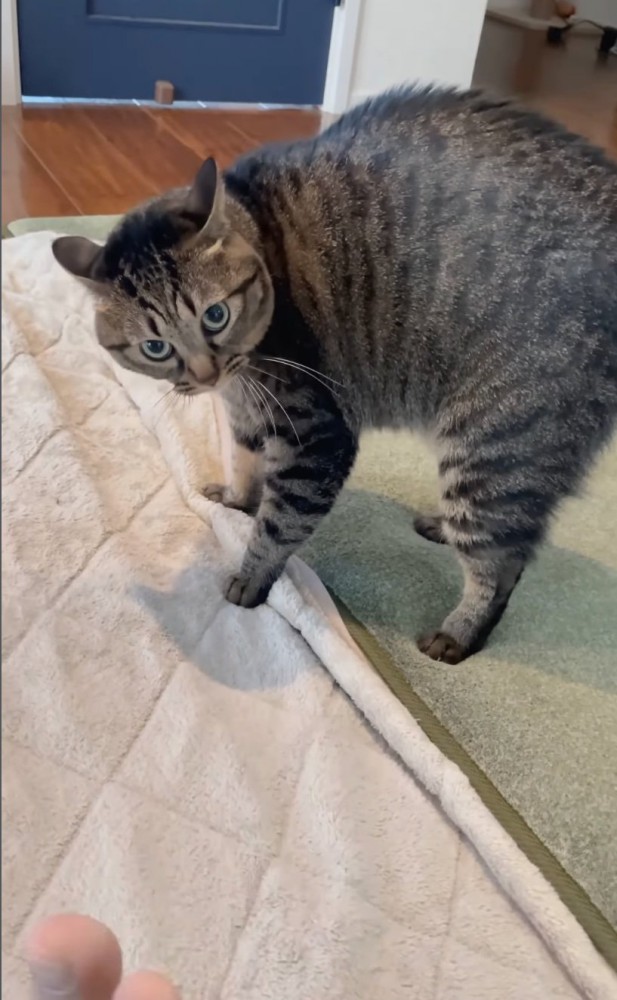 戸惑いながら見つめる猫