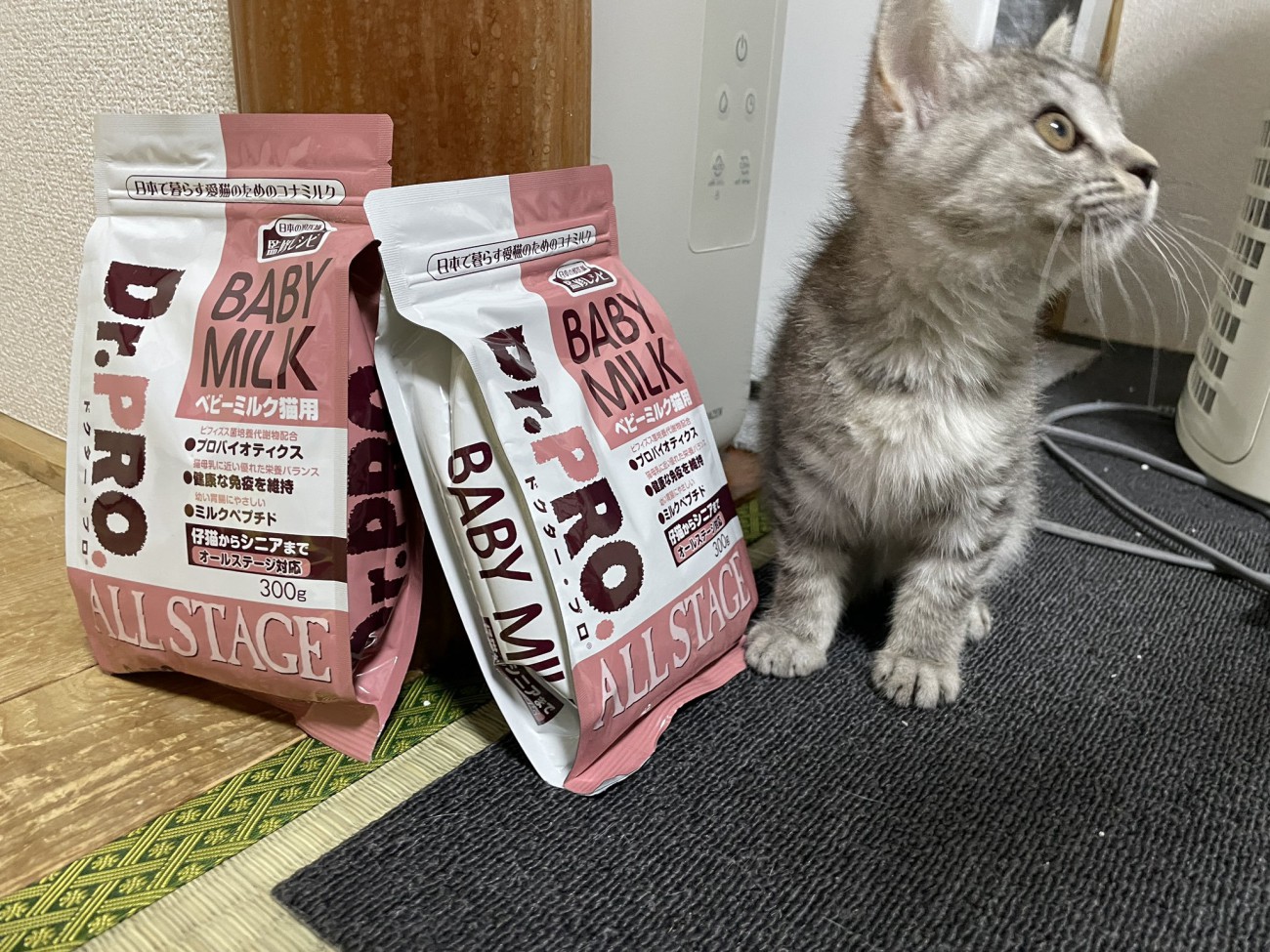 フードの袋の横に座る子猫