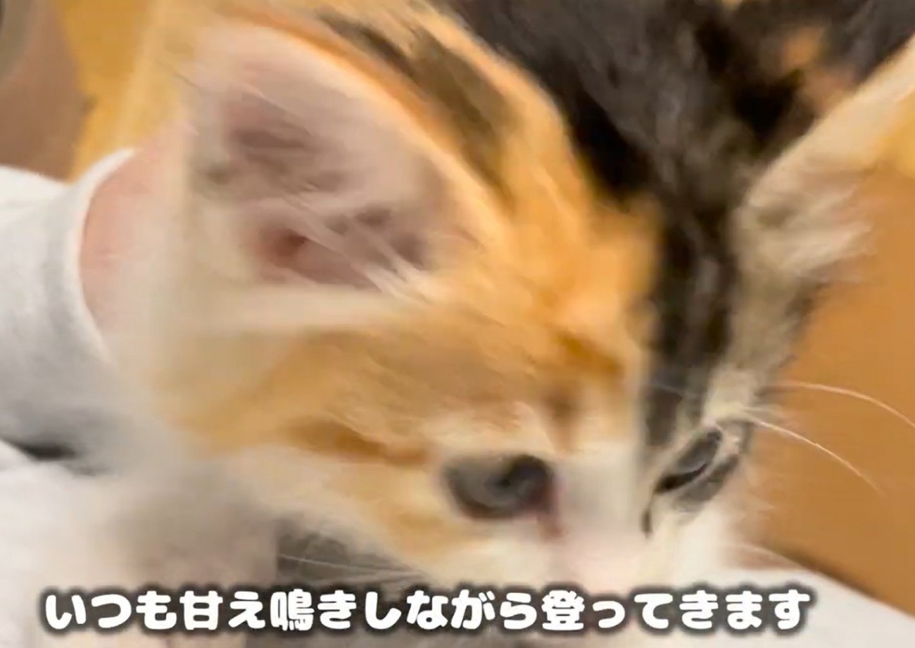 子猫の斜め横顔のアップ（いつも甘え鳴きしながら登ってきます）
