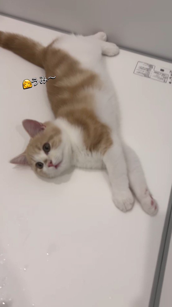 浴槽の蓋の上で体を伸ばしてくつろぐ子猫