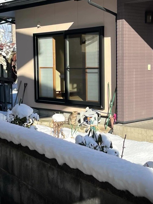 ひなたぼっこ中の猫