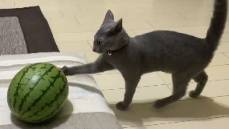 猫とスイカ
